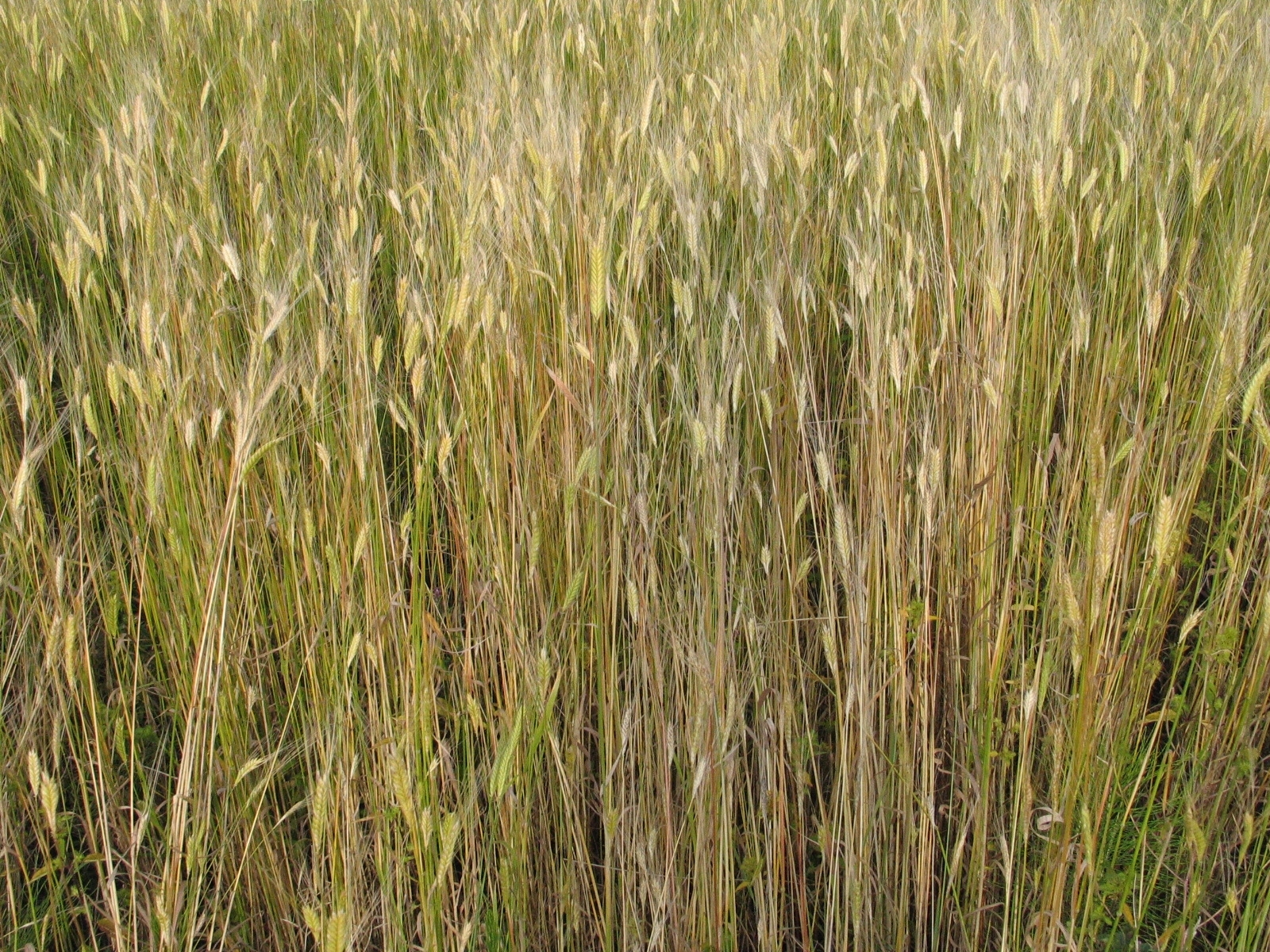 Triticum monococcum