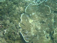 Acropora