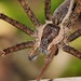 Nursery Web Spiders - Photo (c) Reiner Richter, some rights reserved (CC BY-NC-SA), uploaded by Reiner Richter