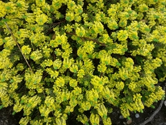 Thymelaea coridifolia