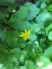 Ficaria verna