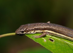 Saproscincus rosei