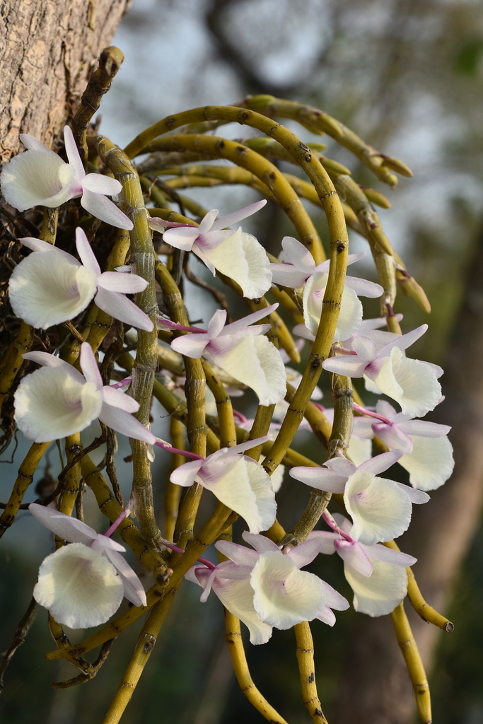 Dendrobium primulinum Lindl.
