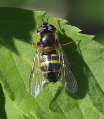 Dasysyrphus tricinctus