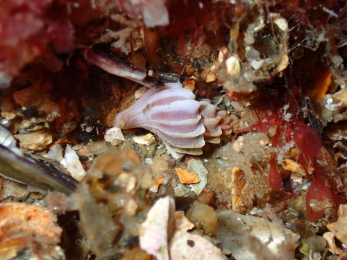 Boreotrophon clathratus, 2024-02-16