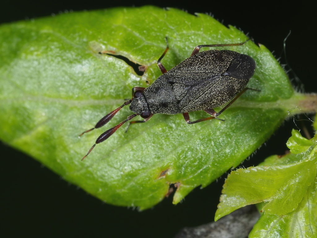 Heterocordylus italicus