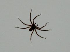 Araneae