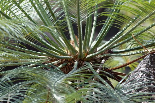 Zamia palm (Cycas media)