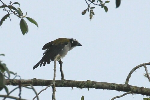 Black-winged Saltator (Saltator atripennis), photo 8