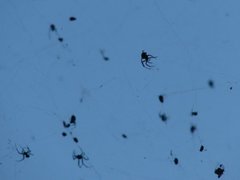 Araneae