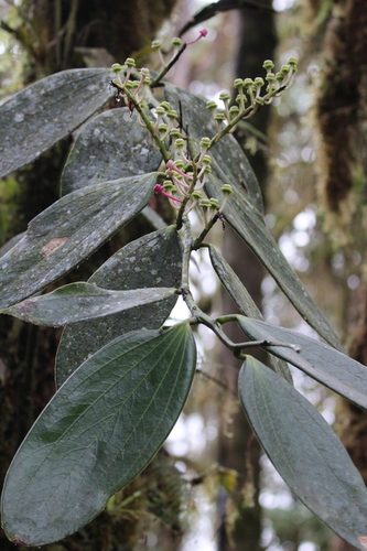 Cavendishia grandifolia, photograph 1