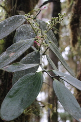Cavendishia grandifolia, photograph (c) Rob Foster, some rights reserved (CC BY)