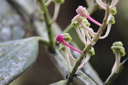 Cavendishia grandifolia