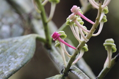 Cavendishia grandifolia