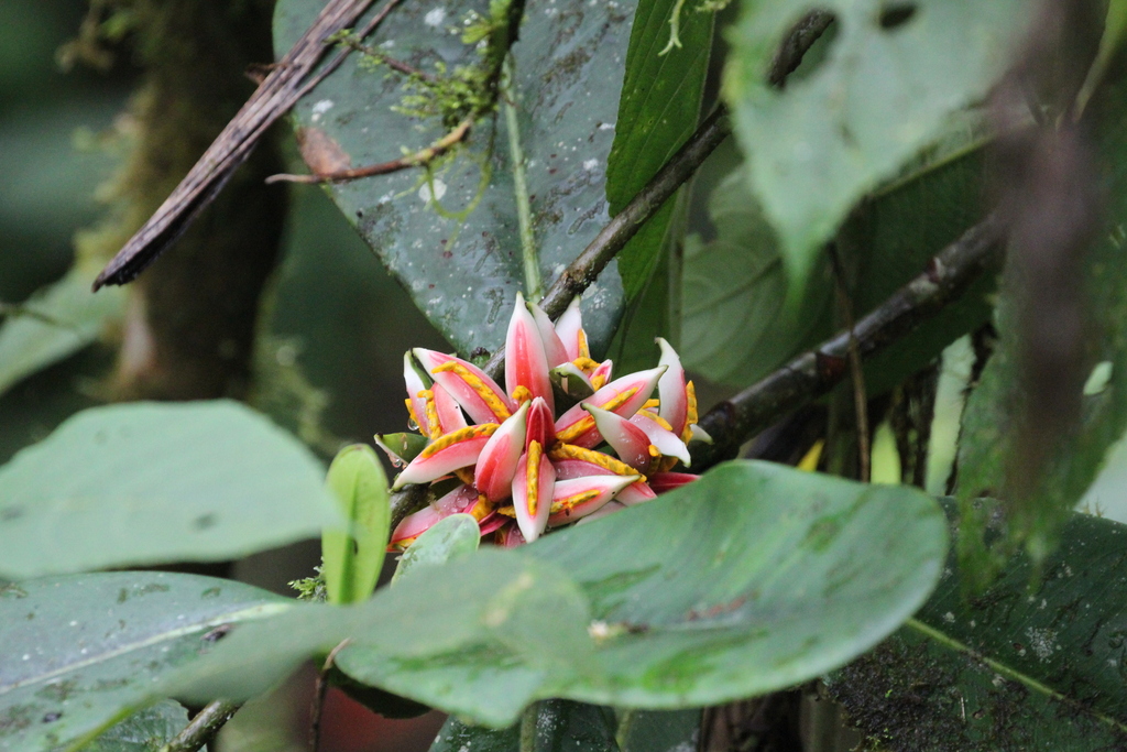 attorney tree family from Sachatamia Lodge, Los Bancos Canton, Ecuador ...