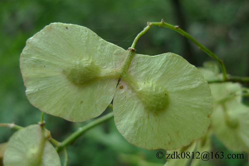 Dipteronia sinensis, 2010-09-20