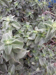 Barleria obtusa