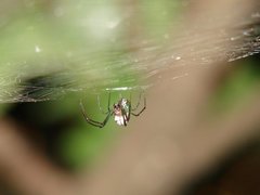 Araneae