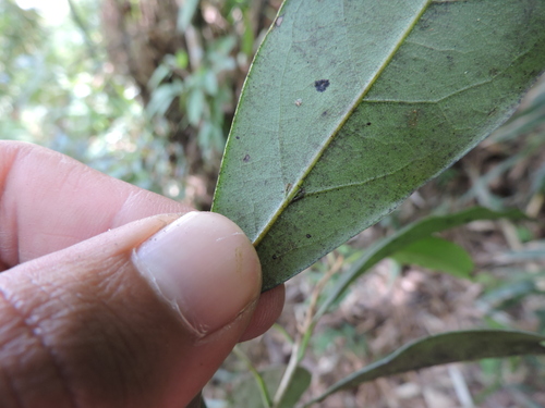 Image of Ocotea porosa by (c) Fabrício Mil Homens Riella, some rights reserved (CC BY)