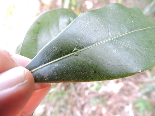 Image of Ocotea porosa by (c) Fabrício Mil Homens Riella, some rights reserved (CC BY)