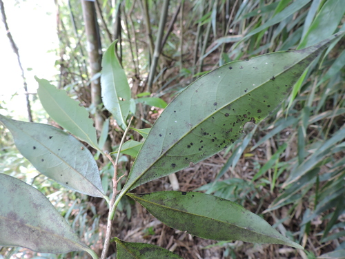 Image of Ocotea porosa by (c) Fabrício Mil Homens Riella, some rights reserved (CC BY)