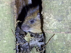 Giant Atlantic Tree-Rat photo 1