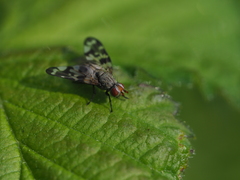 Otites centralis