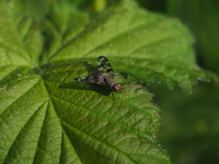 Otites centralis
