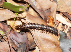 Phyllocladosoma dorrigense