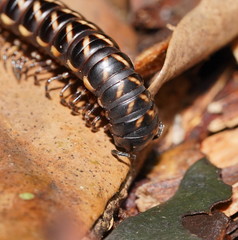 Phyllocladosoma dorrigense
