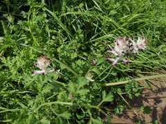 Fumaria occidentalis