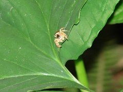 Araneae