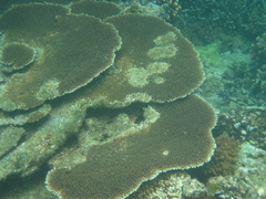 Acropora