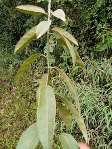 Passiflora venusta, photograph 6