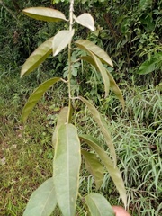 Passiflora venusta, photograph author not stated, no rights reserved