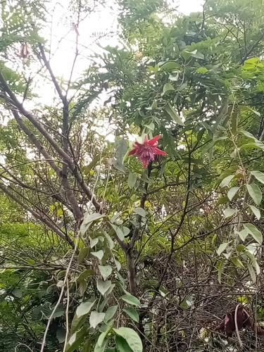 Passiflora venusta, photograph 5