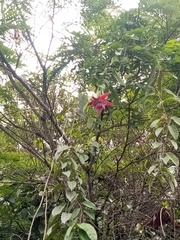 Passiflora venusta, photograph author not stated, no rights reserved