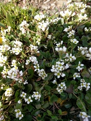 Cochlearia officinalis
