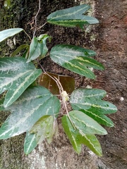 Passiflora trifasciata, photograph author not stated, no rights reserved