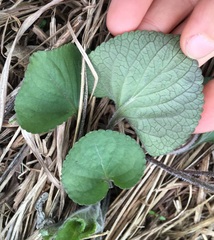 Viola septentrionalis