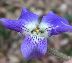 Viola septentrionalis