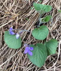 Viola septentrionalis