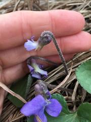 Viola septentrionalis