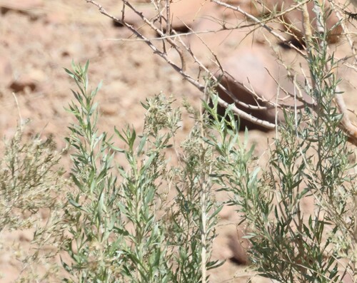 Image of Pechuel loeschea by (c) scaup, some rights reserved (CC BY)