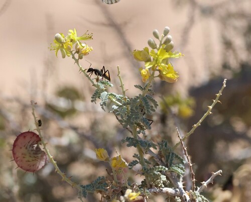 Image of Hererolandia pearsonii by (c) scaup, some rights reserved (CC BY)