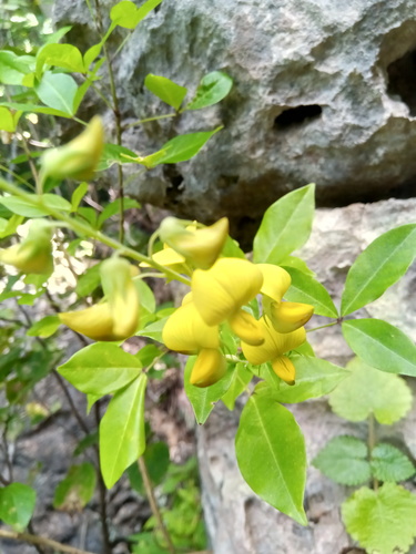 Crotalaria pervillei image