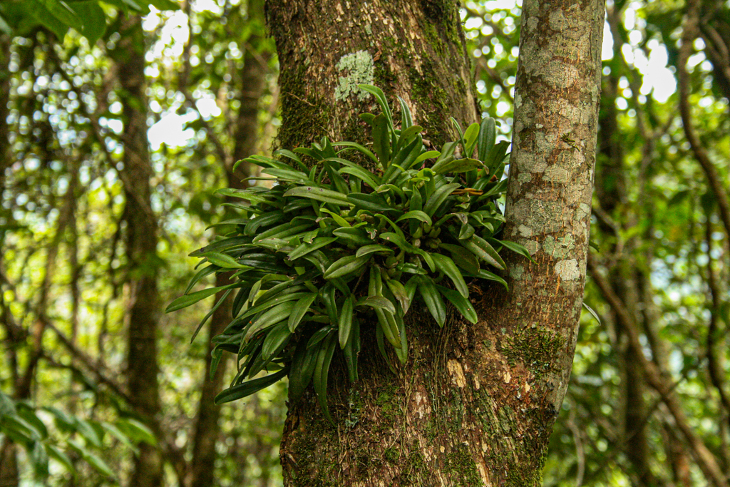 Porpax compacta