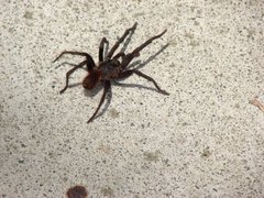 Araneae