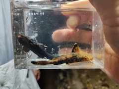 Asian Banjo Catfish photo 5