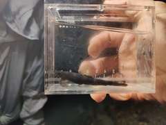 Black Lizard Loach photo 1